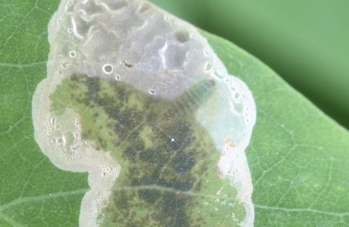 Chrysaster ostensackenella